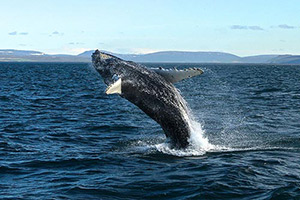baleine-islande