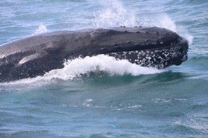 Observation baleine islande