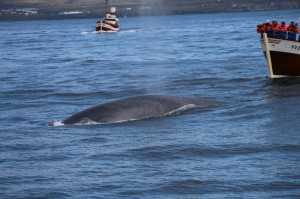 Observation baleine islande